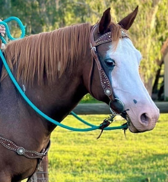 Allrounder Quarter Pony Allrounder horses Horse for sale in Sunshine Coast QLD Horse Deals
