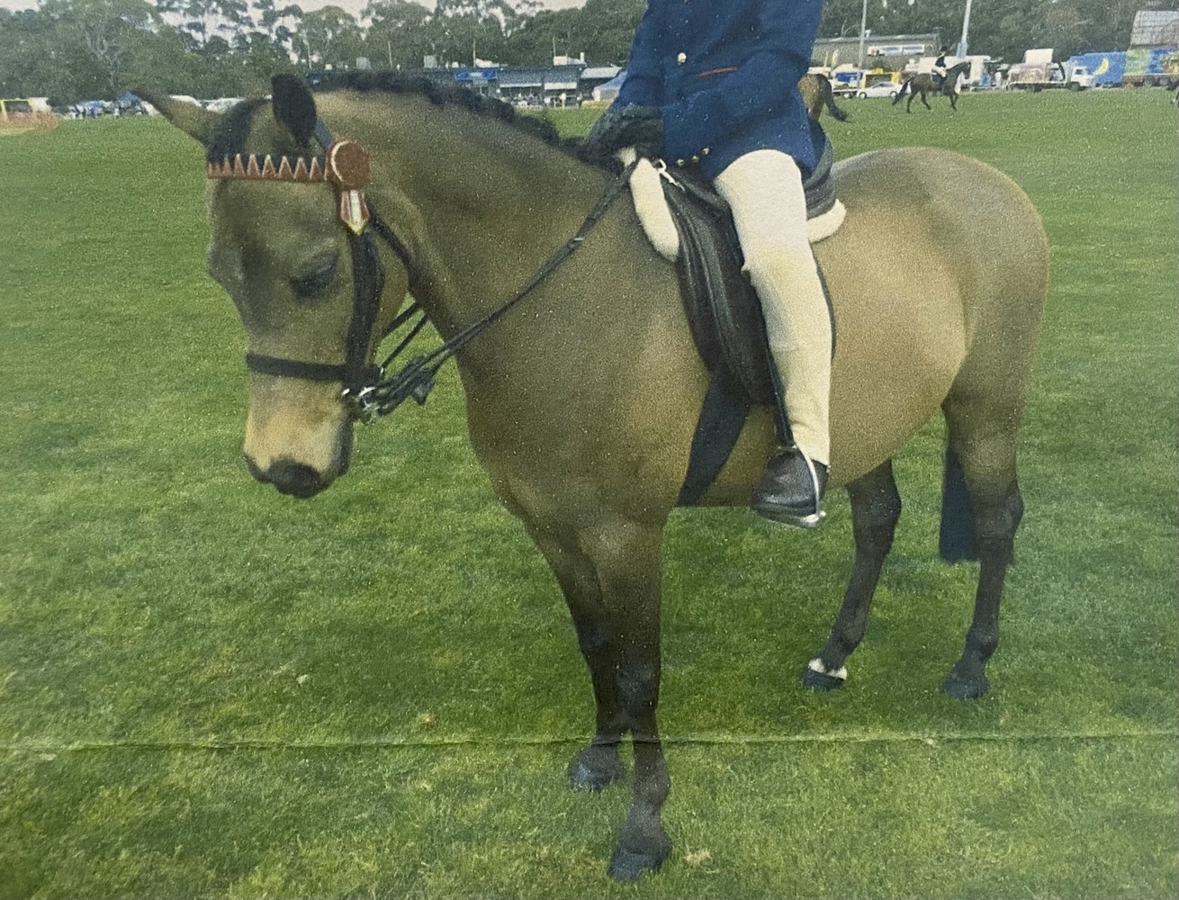 ArchieTack Included! Allrounder horses Horse for sale in Romsey