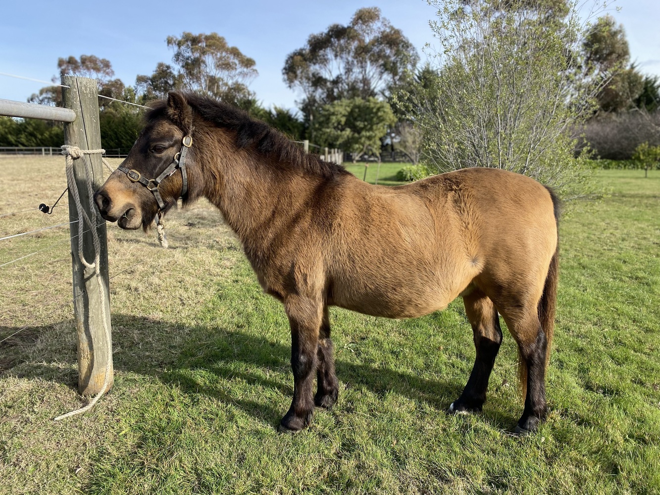 ArchieTack Included! Allrounder horses Horse for sale in Romsey
