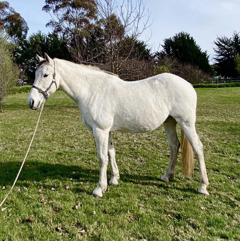 ‘Jackson Of The Moyne’ Dressage horses Horse for sale in Romsey VIC