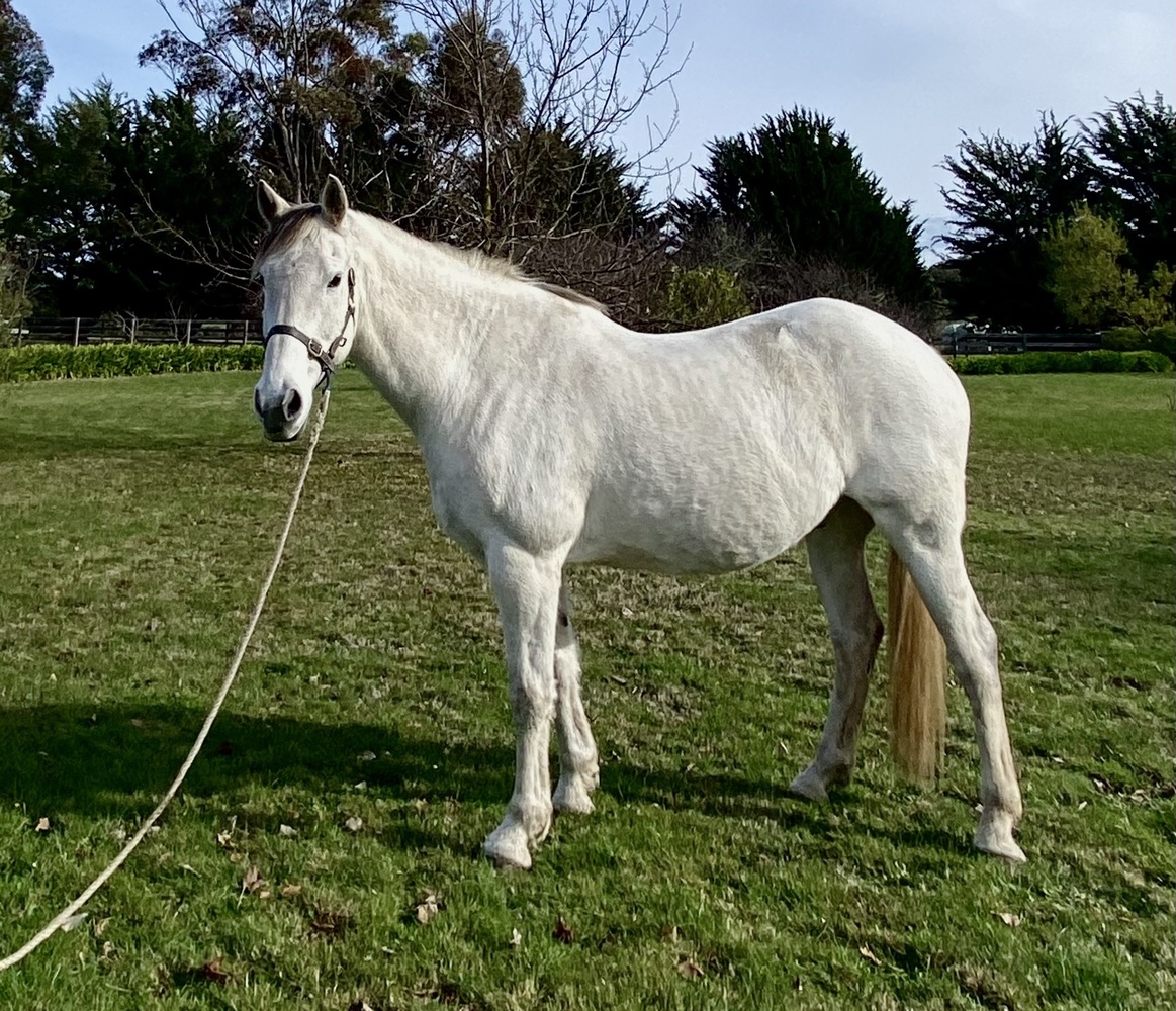 ‘Jackson Of The Moyne’ Dressage horses Horse for sale in Romsey VIC