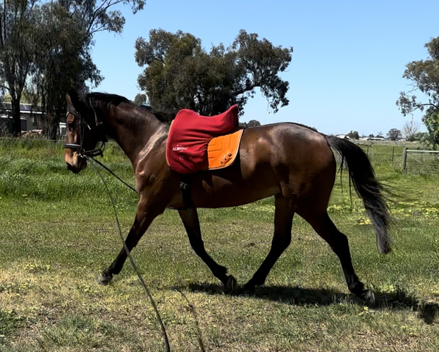 Unraced TB Gelding Allrounder horses Horse for sale in Shepparton