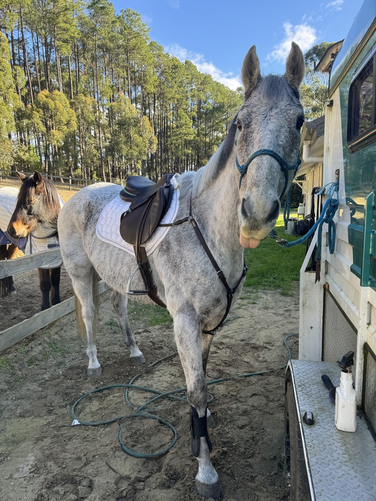 Grey OTTB *MASSIVE PRICE DROP* Pleasure horses Horse for