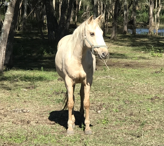 Pretty Pally Project Allrounder horses Horse for sale in Nerang QLD