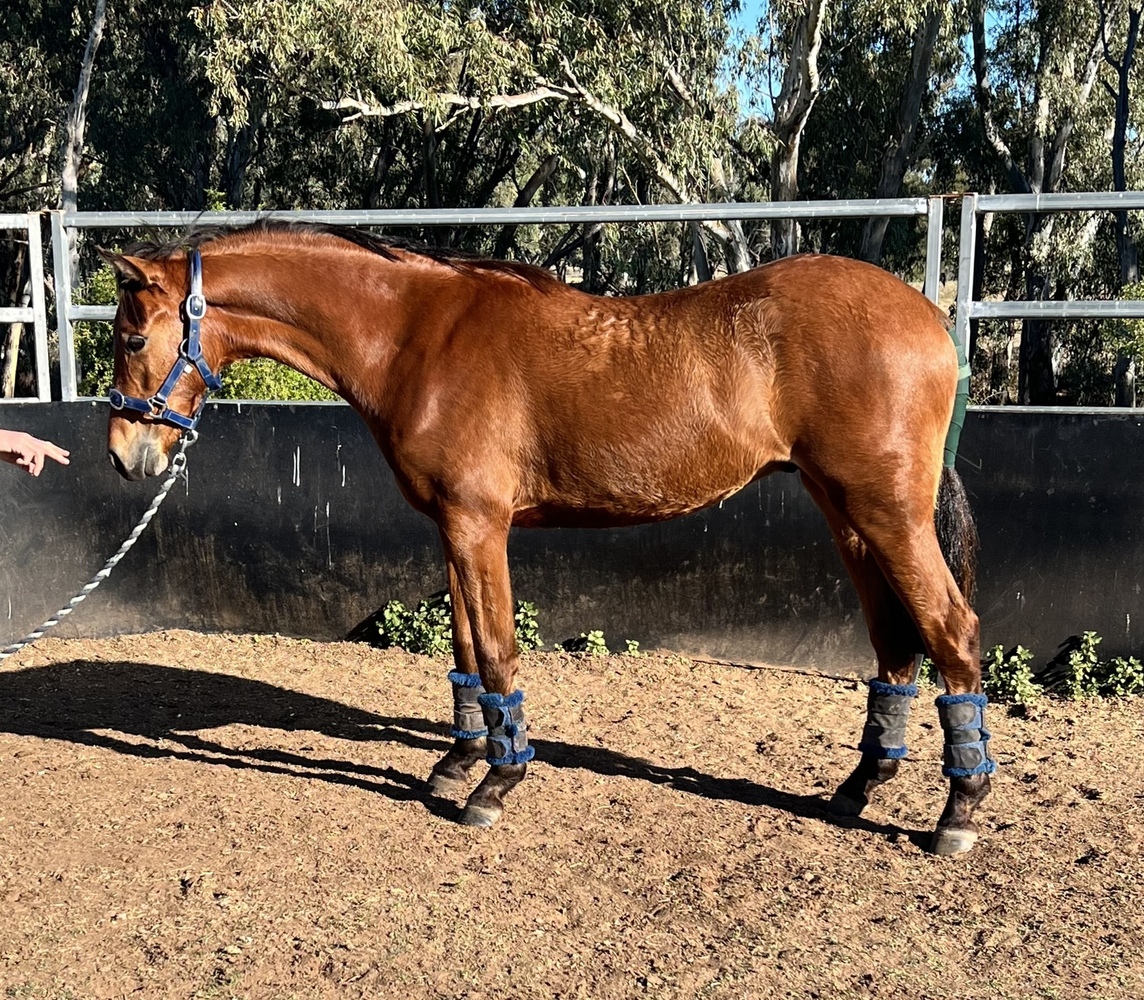 Windason Park Orlando Show horses Horse for sale in Narrabri NSW