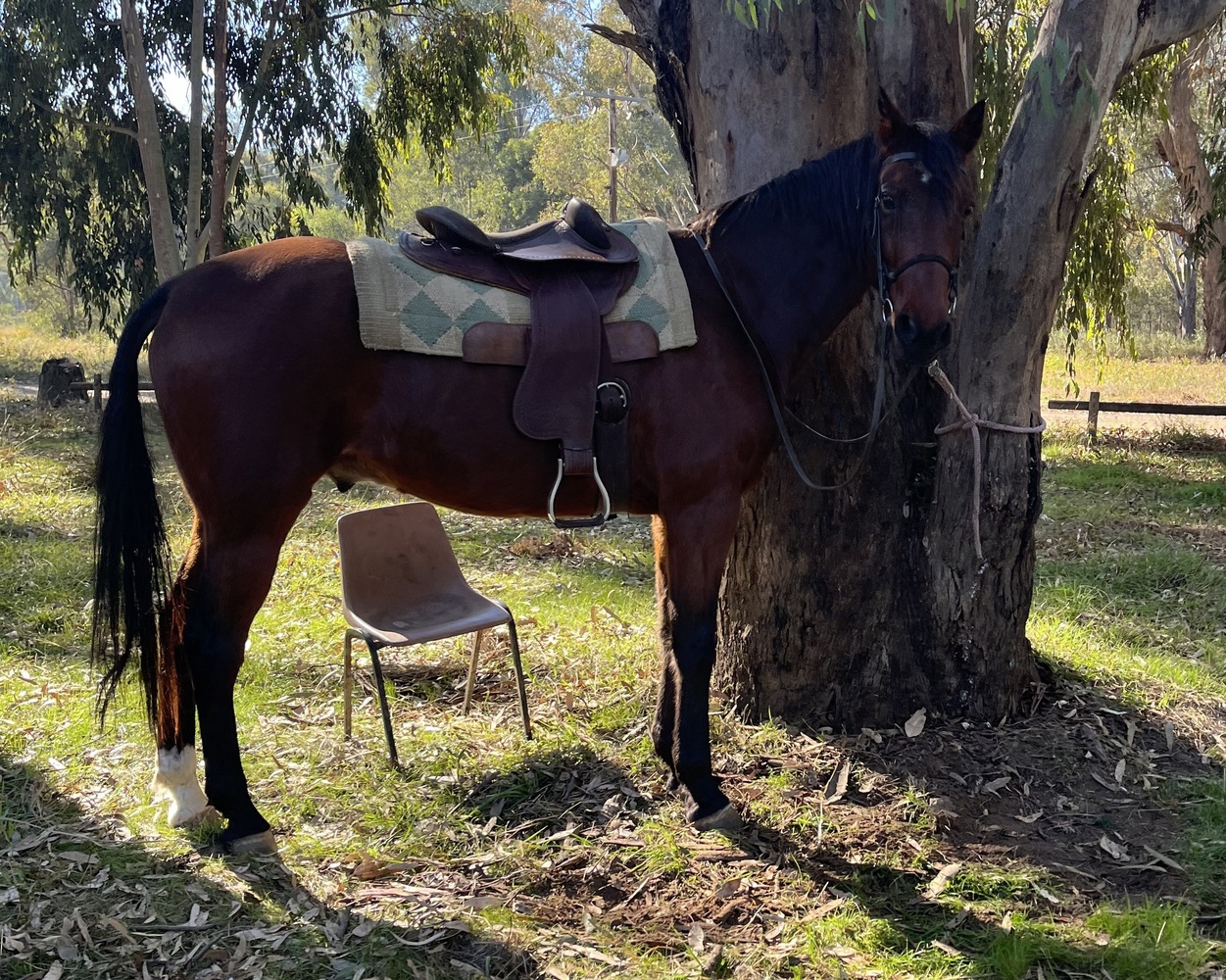 Quiet Standy Gelding Allrounder horses Horse for sale in Shepparton