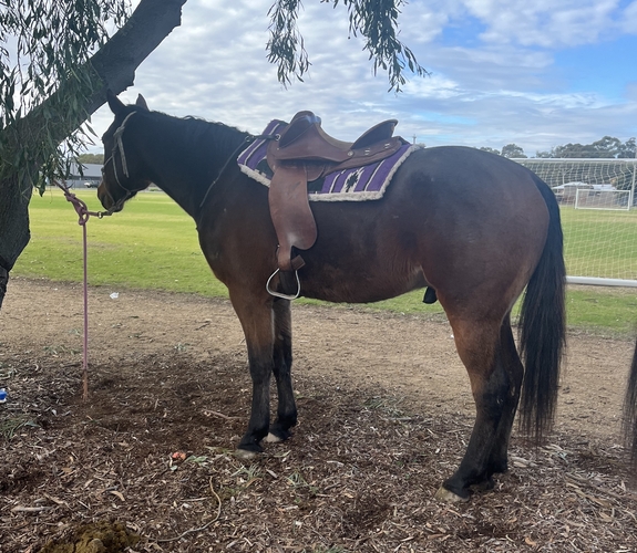 Standy Gelding Trail Riding horses Horse for sale in Shepparton