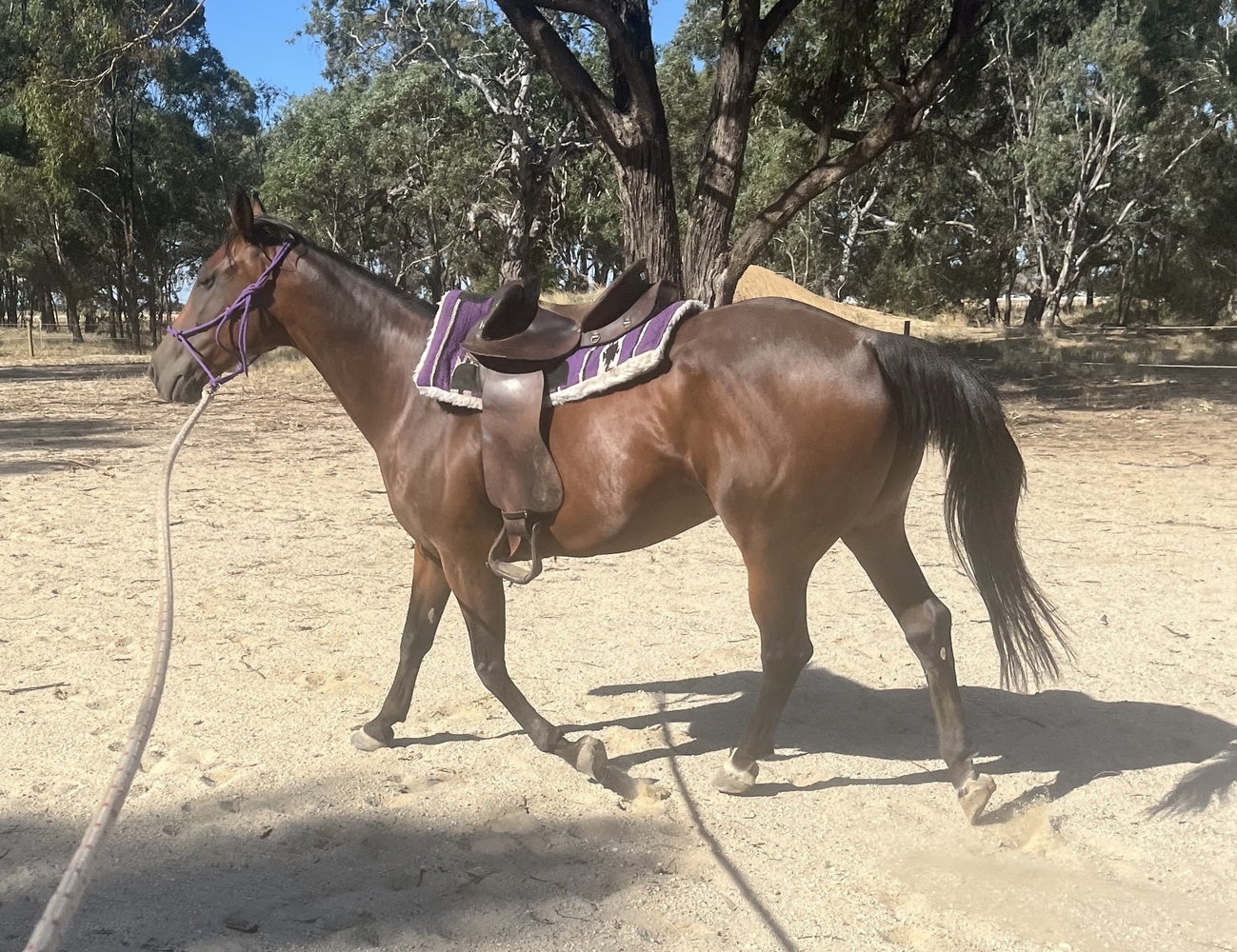 Standy Mare Allrounder horses Horse for sale in Shepparton East VIC