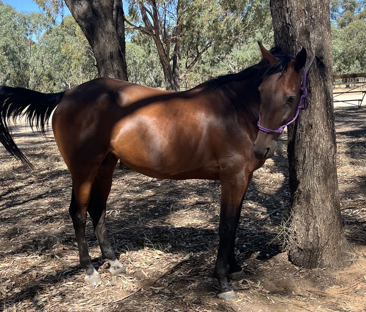 Standy Mare Allrounder horses Horse for sale in Shepparton East VIC