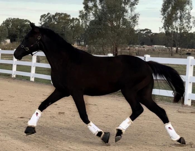 2.5yo Millennium Granddaughter Dressage horses Horse for sale in