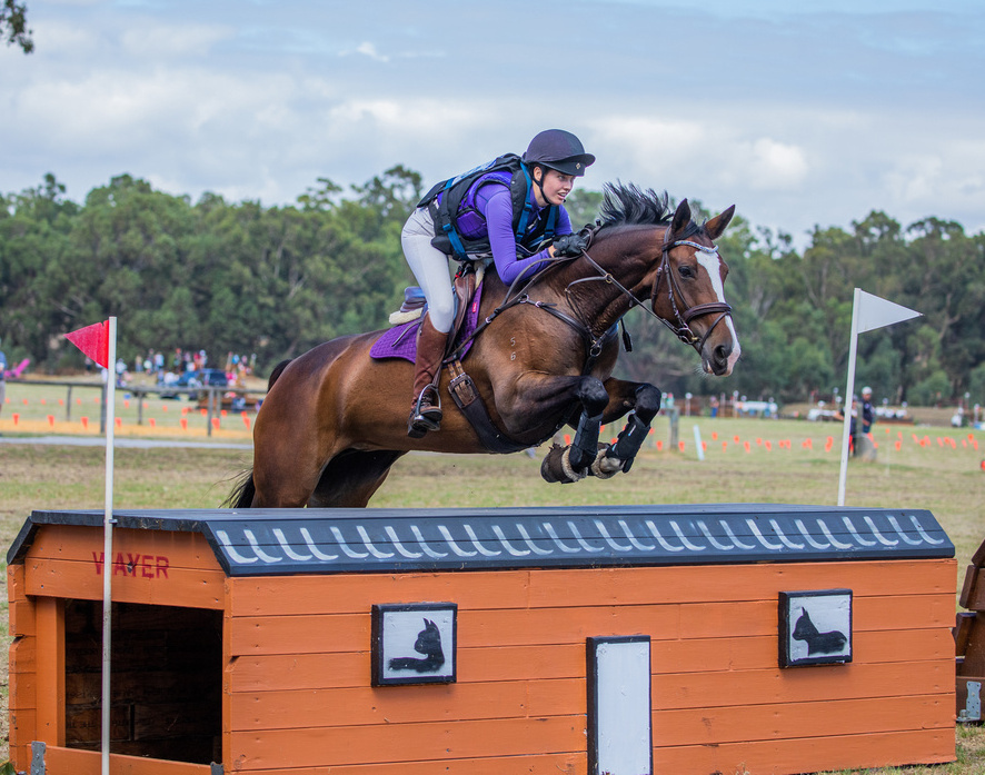 Competitive 2* Eventer Eventing horses Horse for sale in