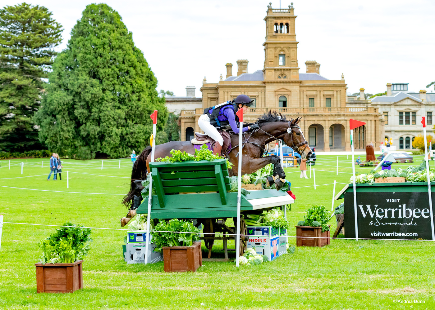 Competitive 2* Eventer Eventing horses Horse for sale in