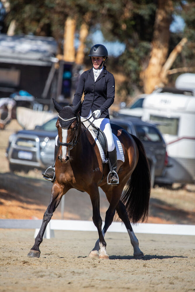 Competitive 2* Eventer Eventing horses Horse for sale in