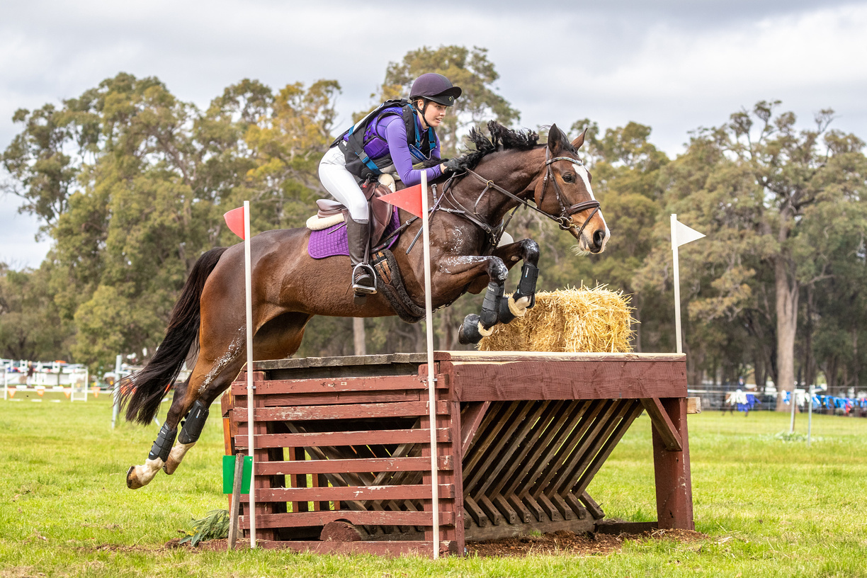 Competitive 2* Eventer Eventing horses Horse for sale in