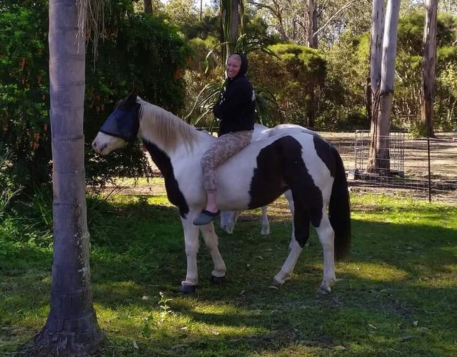 Pinto Mare Allrounder horses Horse for sale in Jimboomba QLD