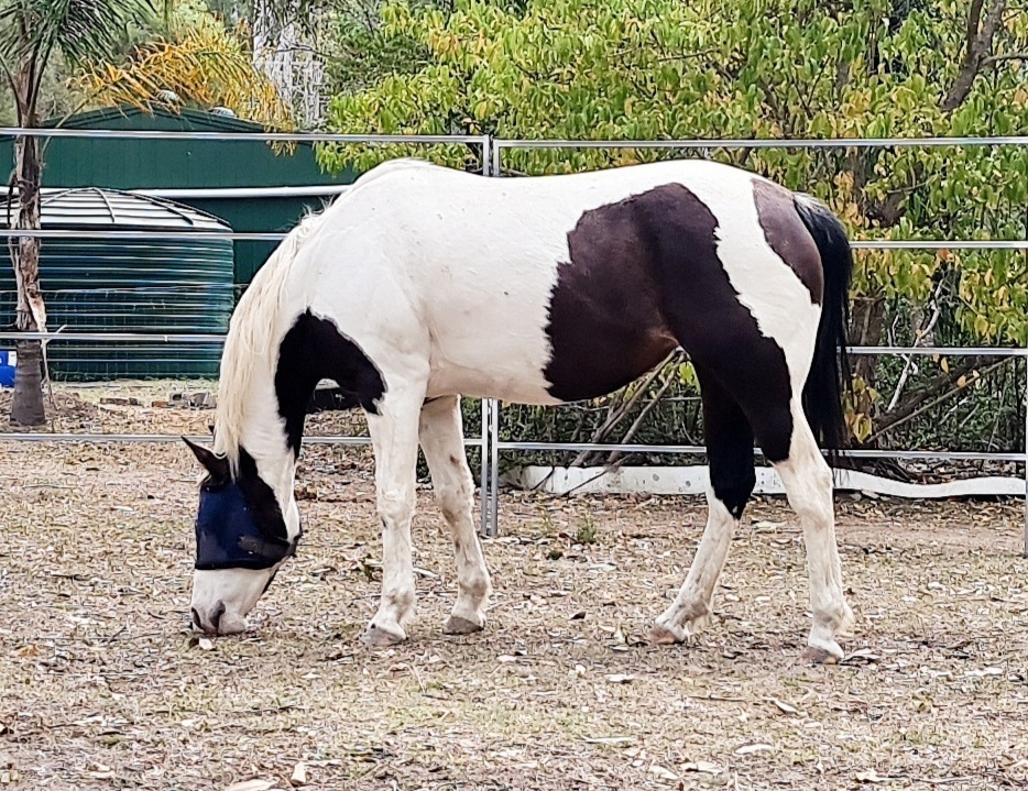 Pinto Mare Allrounder horses Horse for sale in Jimboomba QLD