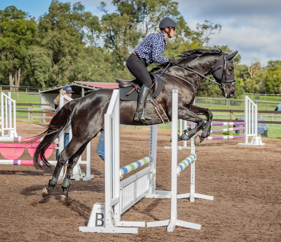 Beautiful Black ASH Showjumper Showjumping horses Horse for sale in