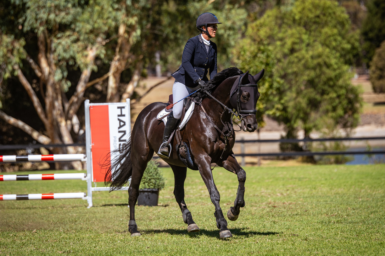 Beautiful Black ASH Showjumper Showjumping horses Horse for sale in