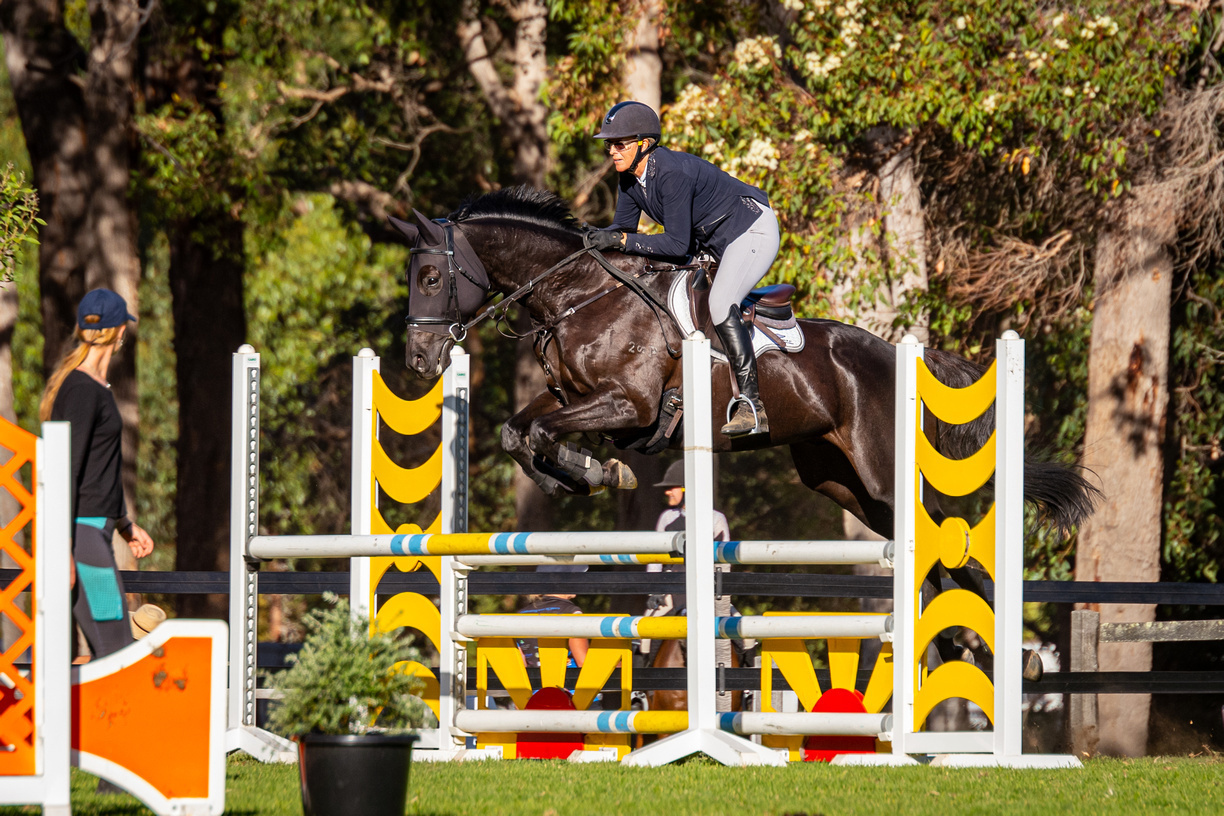 Beautiful Black ASH Showjumper Showjumping horses Horse for sale in