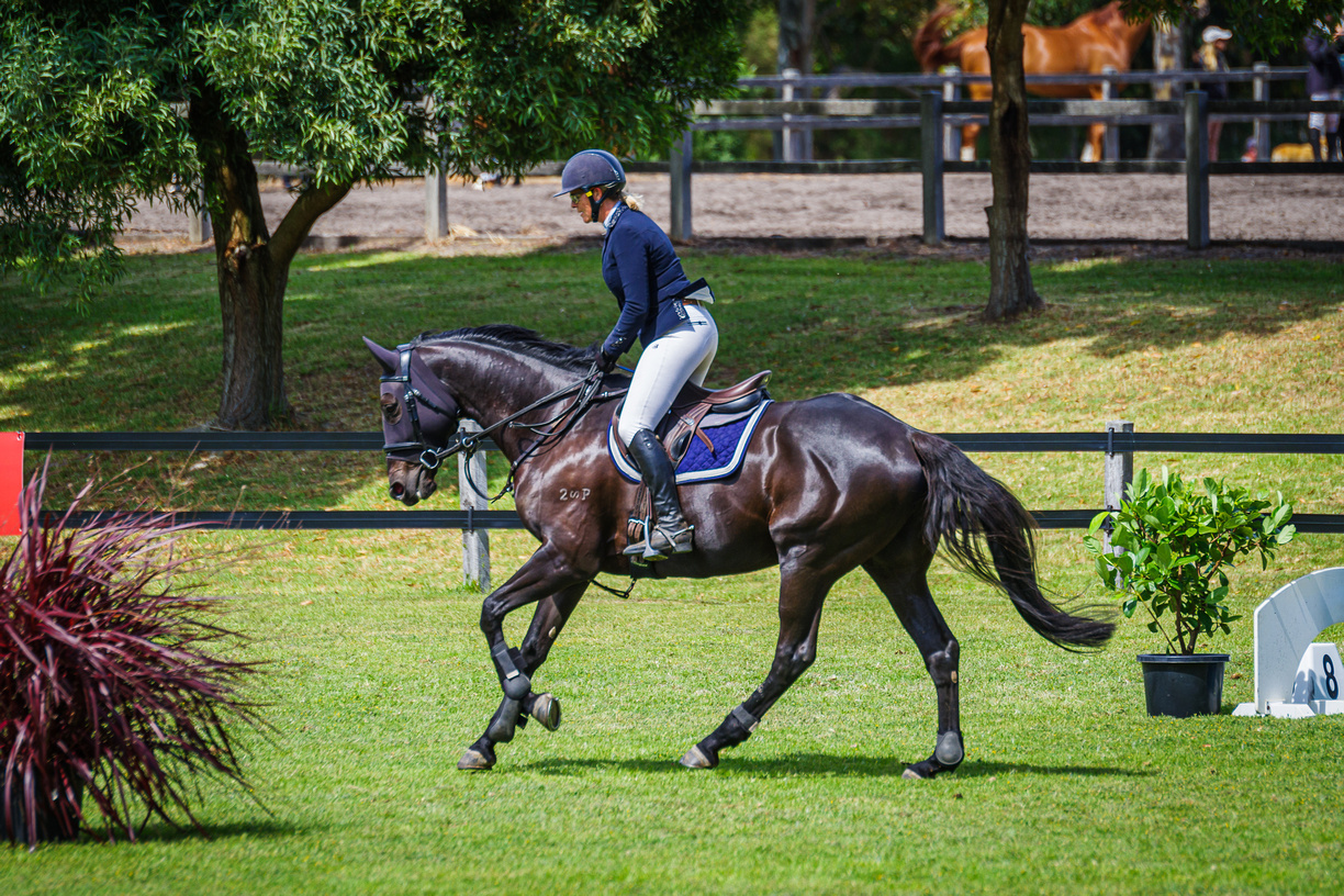 Beautiful Black ASH Showjumper Showjumping horses Horse for sale in