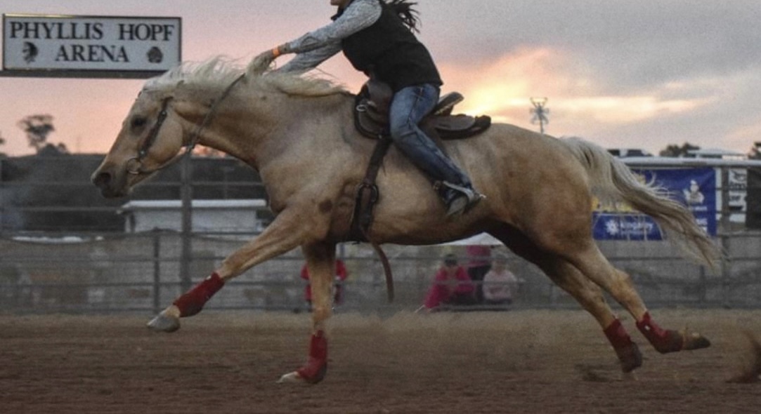 AllRound Mare Barrel Racing horses Horse for sale in Narrabri NSW