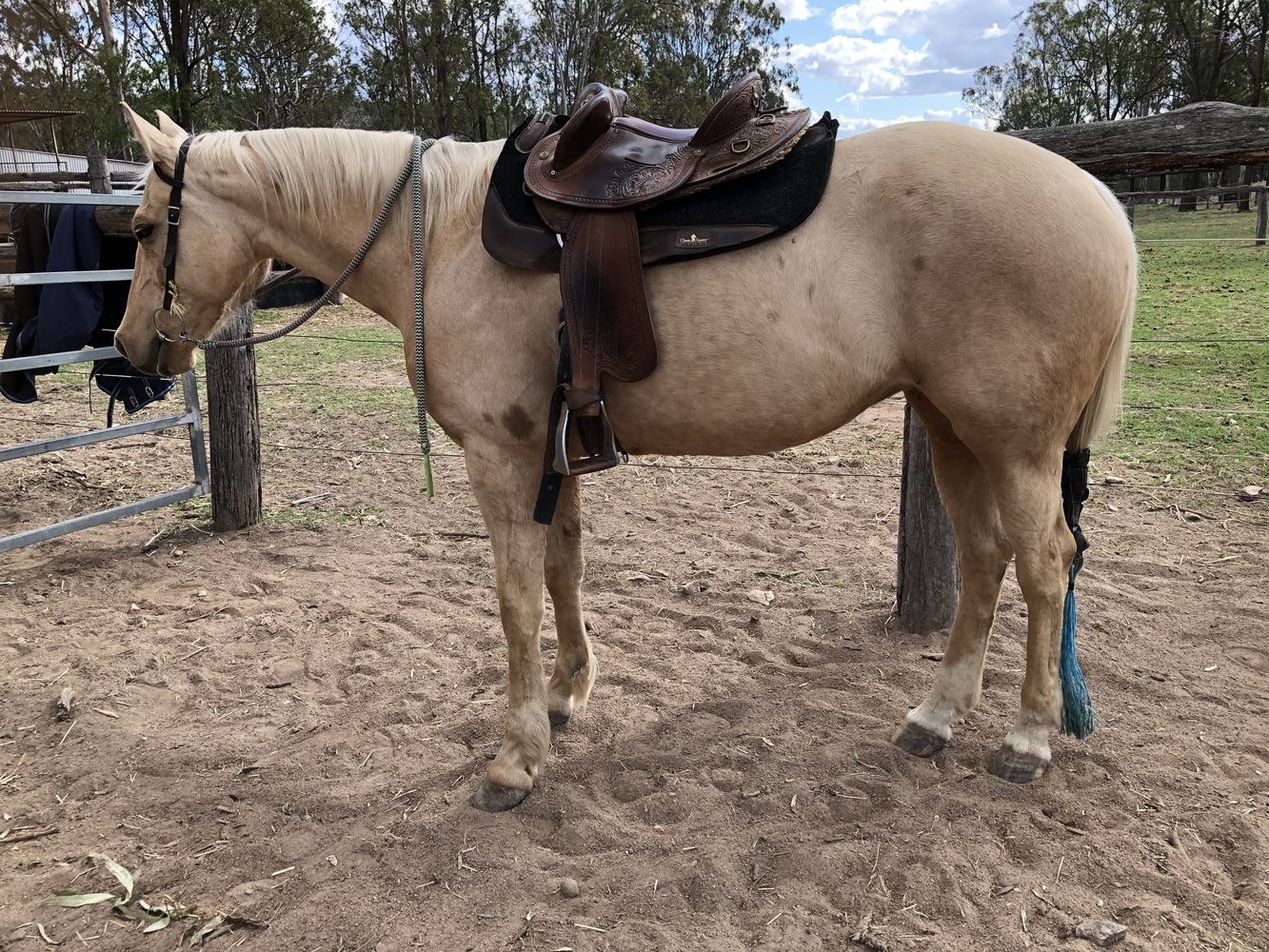 AllRound Mare Barrel Racing horses Horse for sale in Narrabri NSW