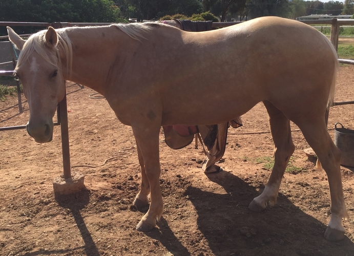 AllRound Mare Barrel Racing horses Horse for sale in Narrabri NSW