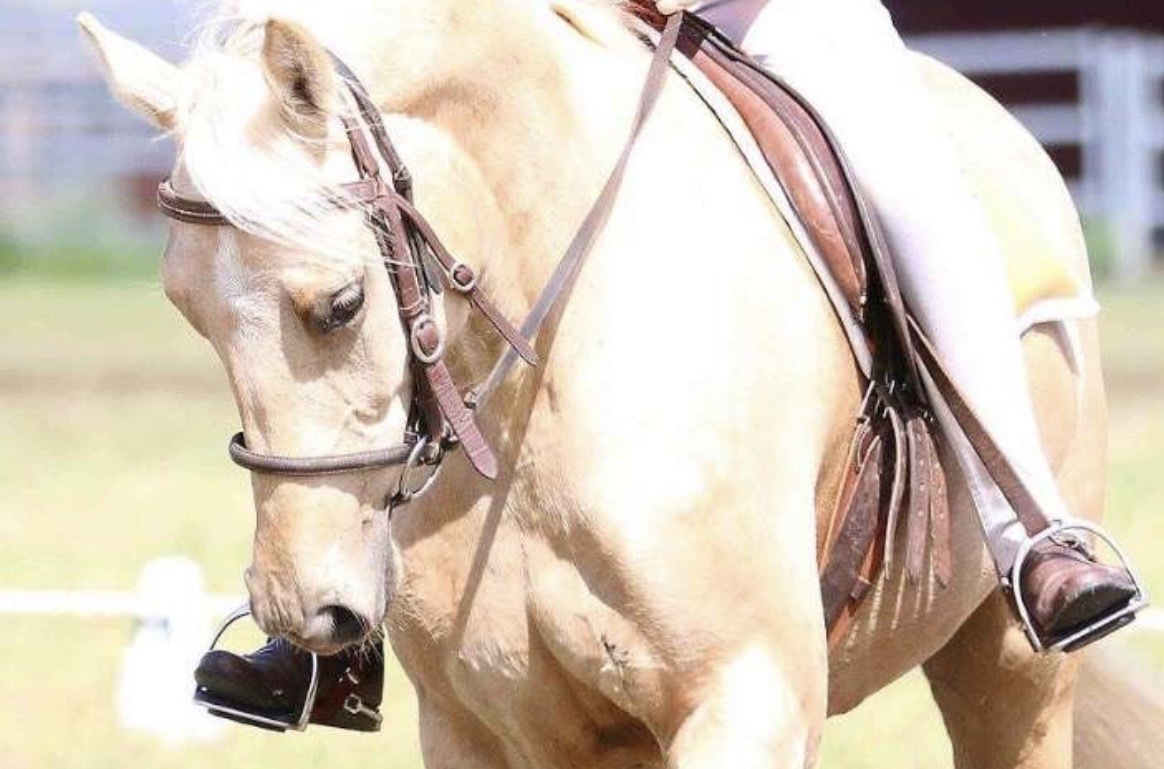 AllRound Mare Barrel Racing horses Horse for sale in Narrabri NSW