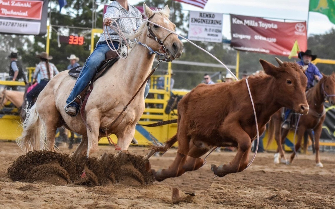 AllRound Mare Barrel Racing horses Horse for sale in Narrabri NSW