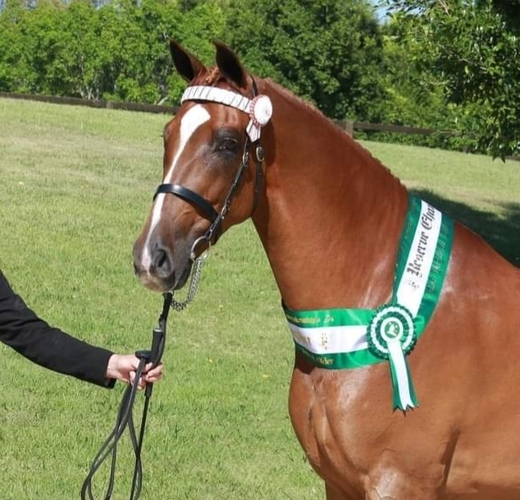 Must Sell Dressage horses Horse for sale in Hawkesbury Heights NSW