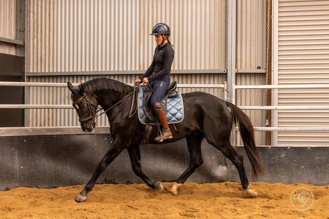 Totilas x Revelwood Destiny Stallion Dressage horses Horse for sale in Sutton Forest NSW