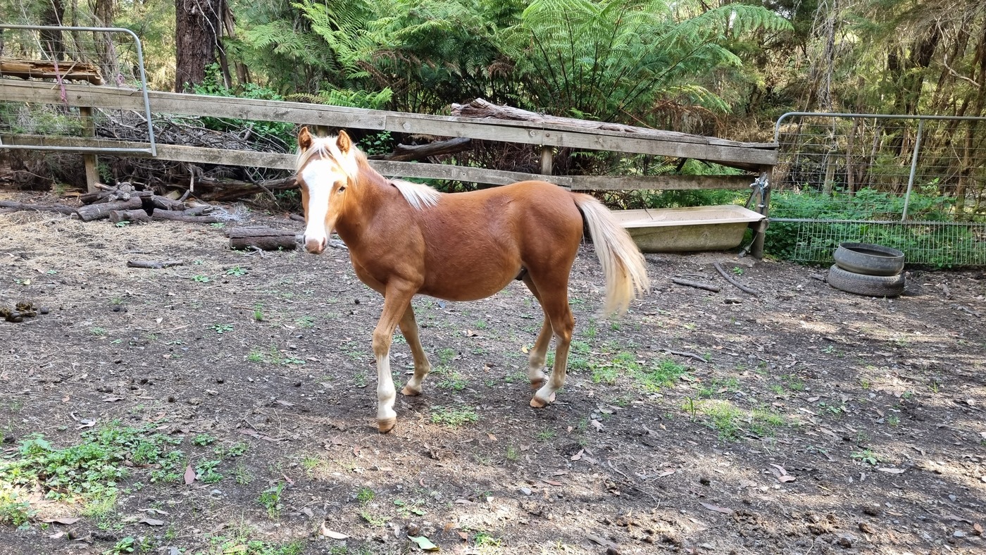 Welsh Sect B gelding Performance Ponies Horse for sale in Cockatoo