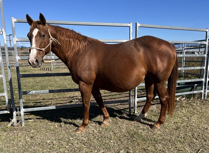 Reg QH Broodmare Cutting horses Horse for sale in Ipswich QLD