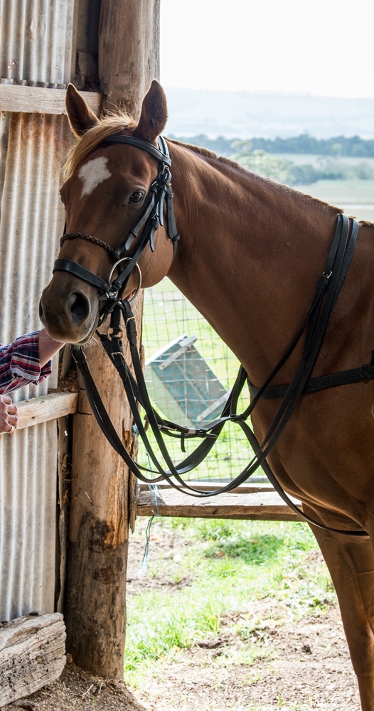 Trained Polo Pony Polo horses Horse for sale in Tyabb VIC Horse Deals