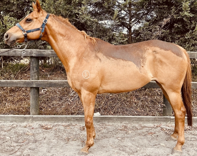 Trained Polo Pony Polo horses Horse for sale in Tyabb VIC Horse Deals