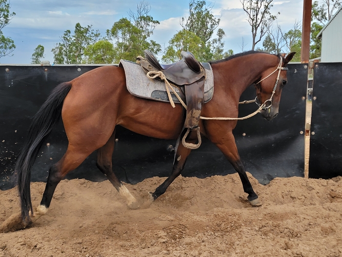 Project horse Project Horse for sale in Burpengary QLD Horse Deals