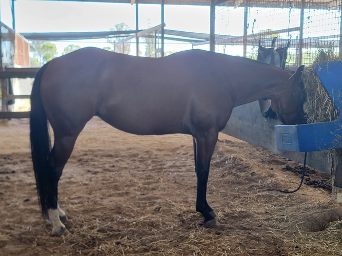 Project horse Project Horse for sale in Burpengary QLD Horse Deals