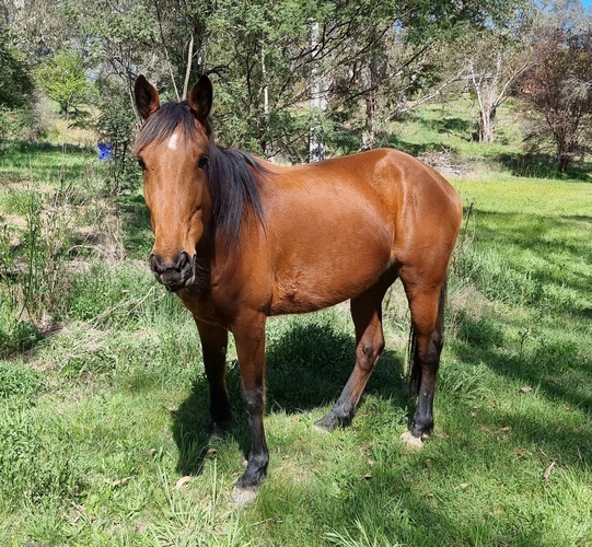 Gentle Standardbred Pleasure horses Horse for sale in Yackandandah