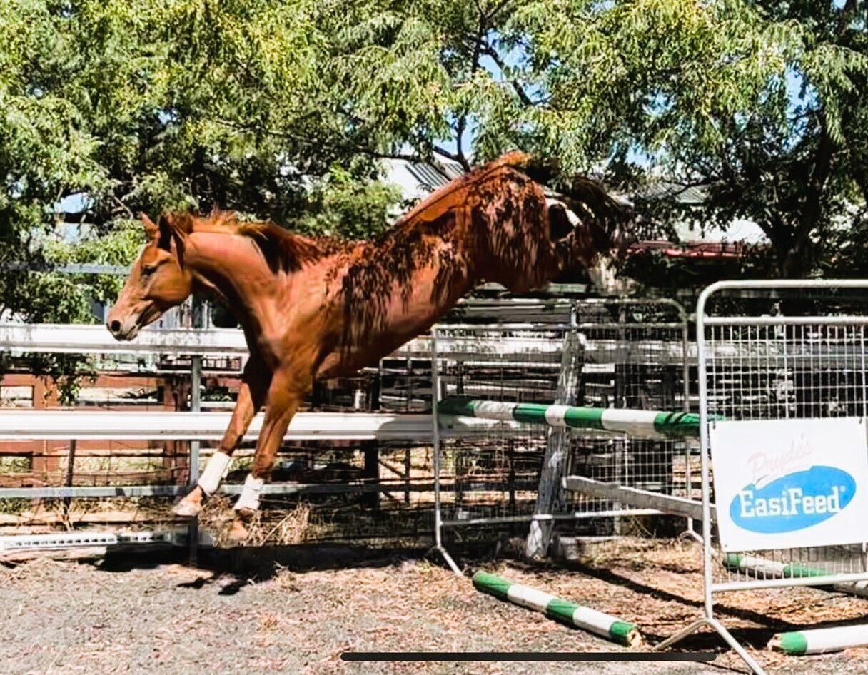 Suitable Showjumping Breeding Showjumping horses Horse for sale in Albury NSW Horse Deals