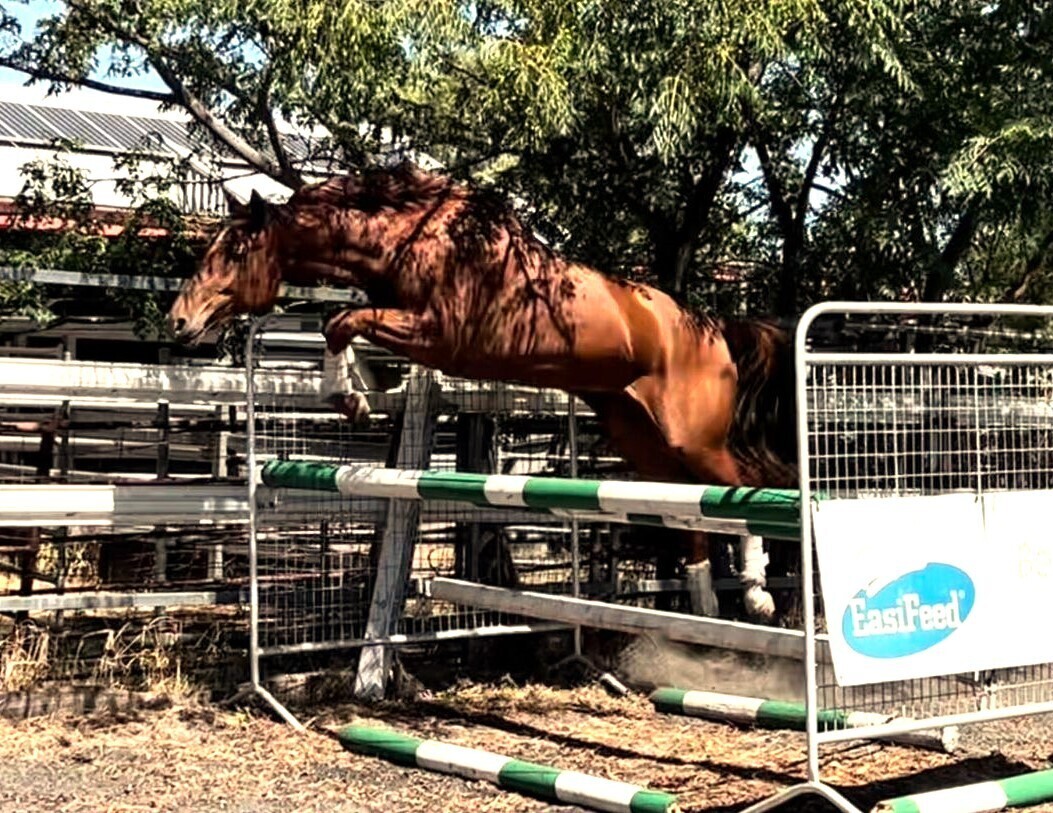 Suitable Showjumping Breeding Showjumping horses Horse for sale in Albury NSW Horse Deals