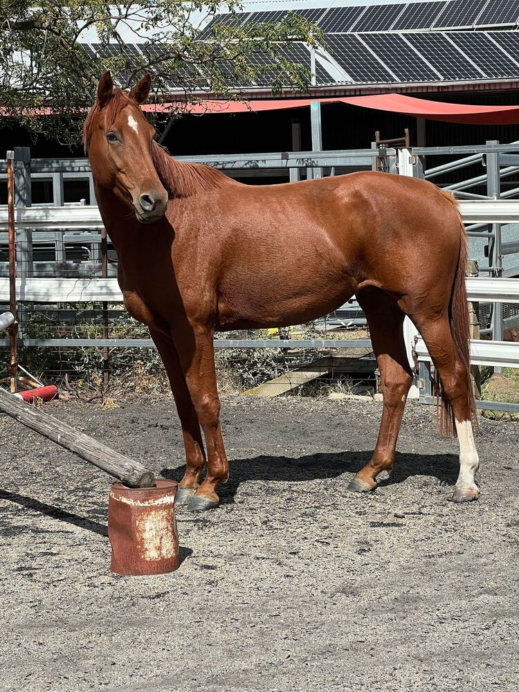 Suitable Showjumping Breeding Showjumping horses Horse for sale in Albury NSW Horse Deals