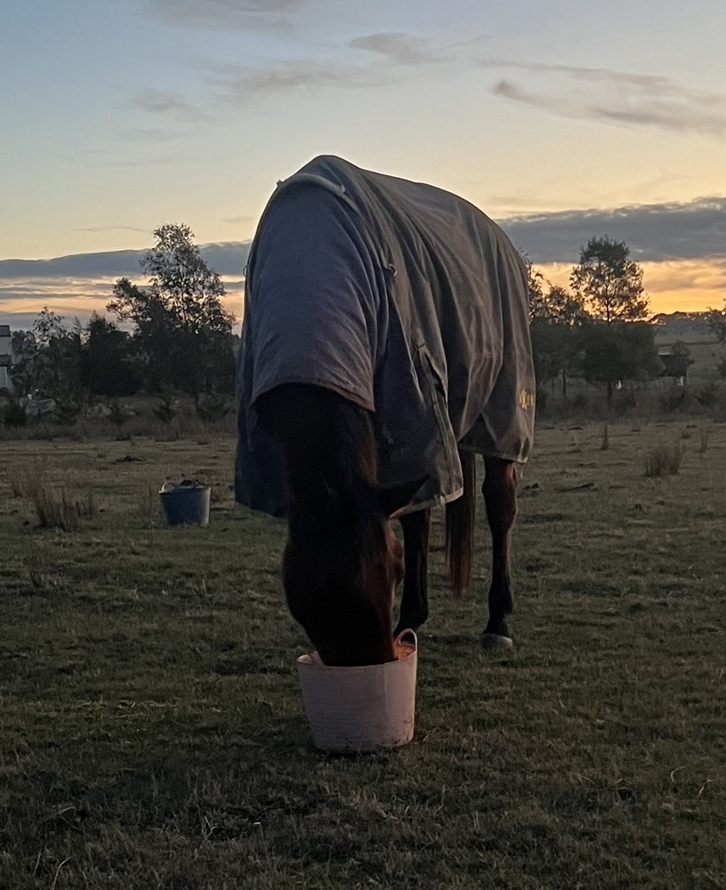 Dakota 7 Years Old Adult Riding Club horses Horse for sale in