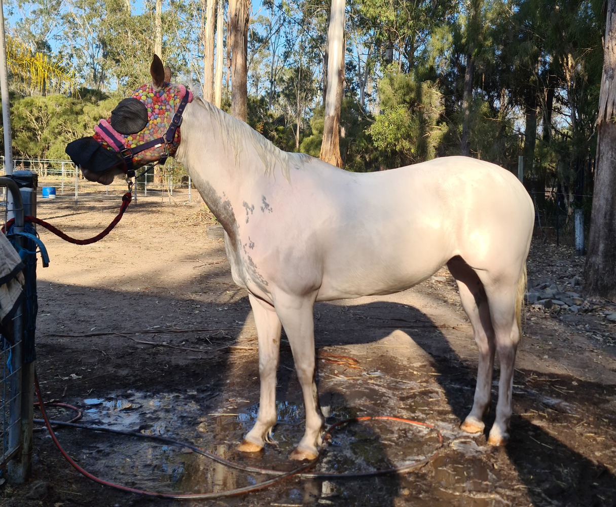 Sensible Sound Pinto Allrounder horses Horse for sale in Jimboomba