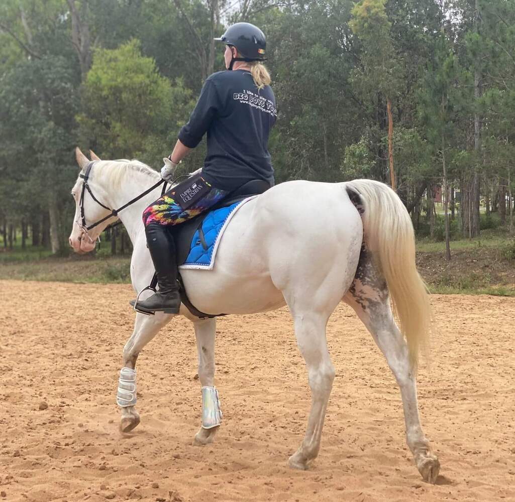 Sensible Sound Pinto Allrounder horses Horse for sale in Jimboomba QLD Horse Deals
