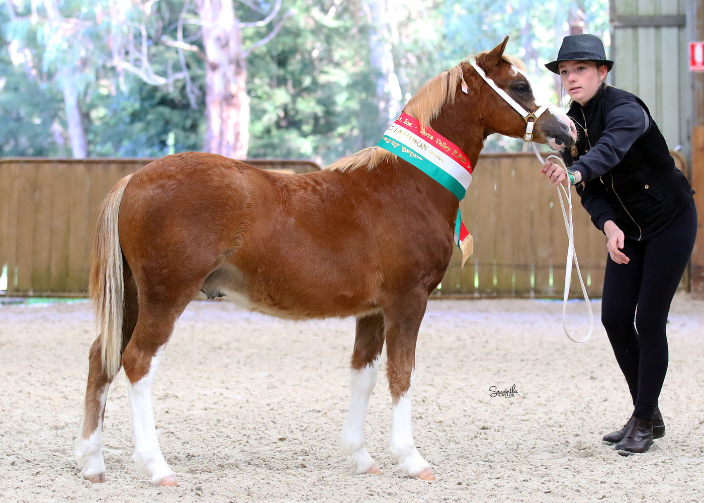 Top Quality Welsh A Show horses Horse for sale in Kilmore VIC