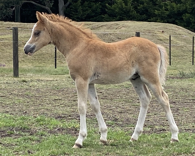Sweet Welsh A Gelding Show horses Horse for sale in Kilmore VIC