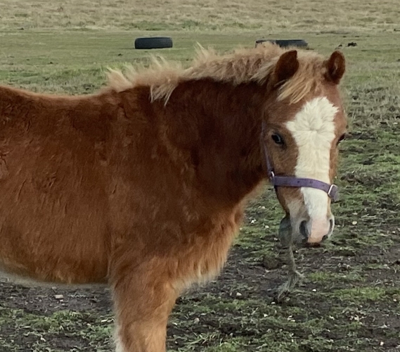 Sweet Welsh A Gelding Show horses Horse for sale in Kilmore VIC