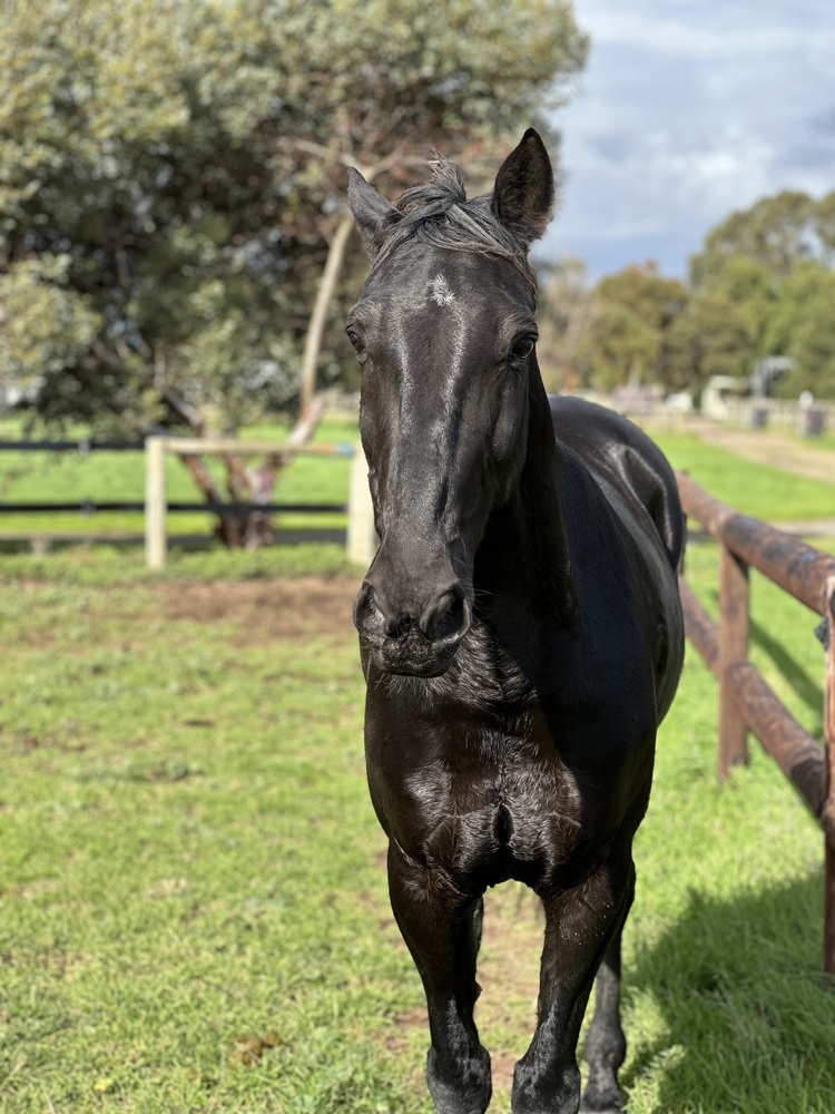 Monnie Show horses Horse for sale in Lewiston SA Horse Deals