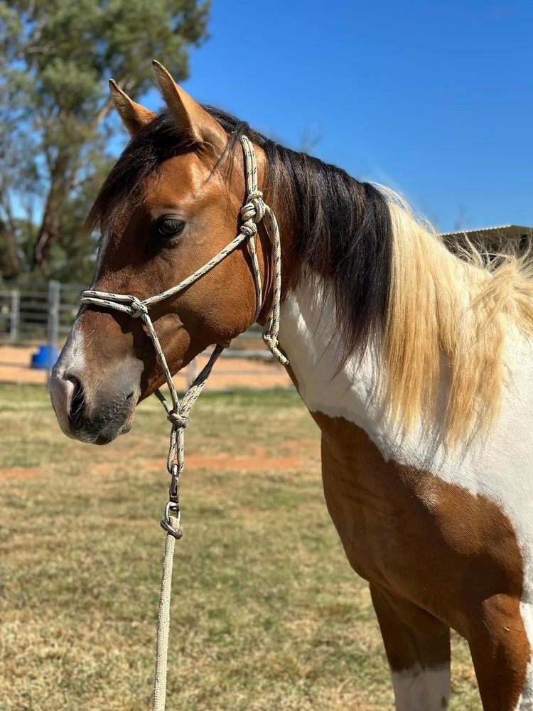 Tobiano PHAA Colt Performance horses Horse for sale in Dubbo NSW