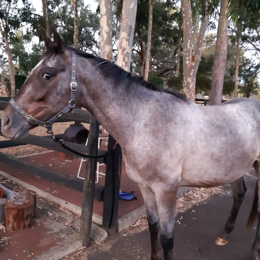 Appaloosa For Sale Allrounder horses Horse for sale in Serpentine